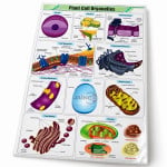 Plant Cell Organelles Chart